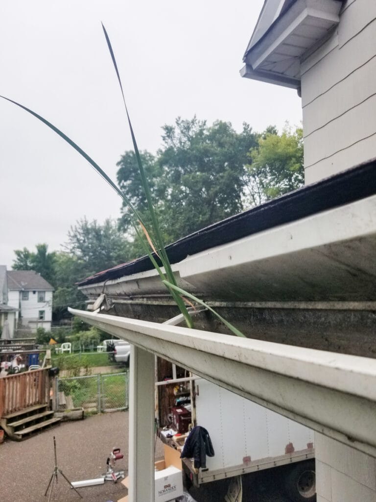 A long weed growing out of a heavily clogged white residential gutter that is detached from the roofline.